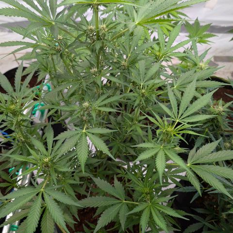 Nama's Threesome #1 growlog timeline photo