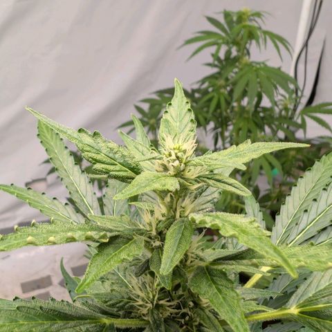 Gorilla Zkittlez Auto growlog timeline photo