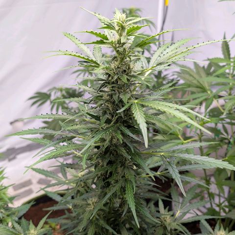 Gorilla Zkittlez Auto growlog timeline photo