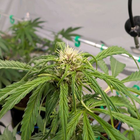Nama's Threesome #1 growlog timeline photo