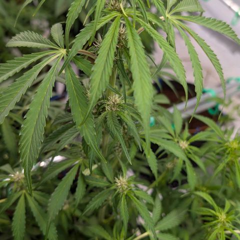 Nama's Threesome #1 growlog timeline photo