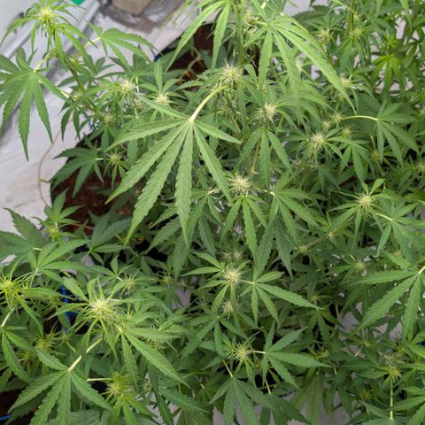Mimosa Sunrise XXL Automatik  growlog timeline photo