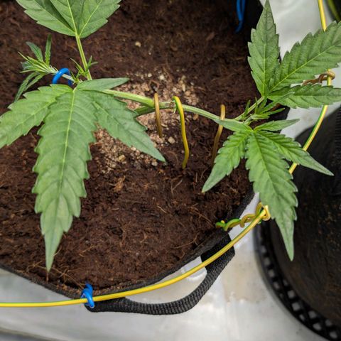 Blue Sunset  growlog timeline photo