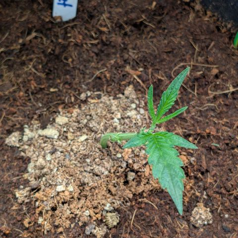 Blue Sunset  growlog timeline photo