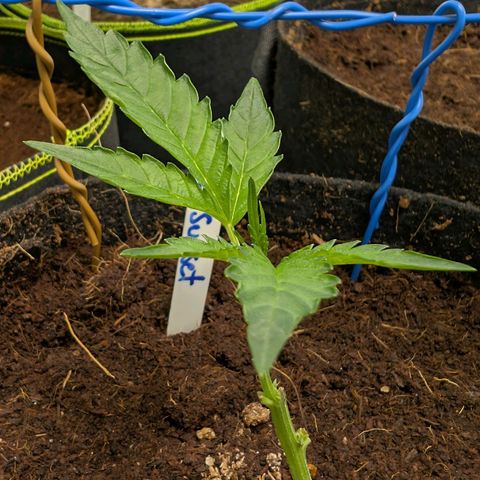 Blue Sunset  growlog timeline photo
