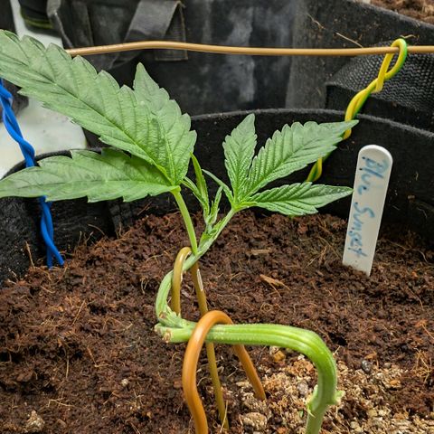 Blue Sunset  growlog timeline photo