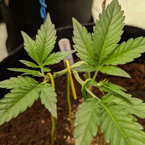 Cherry Bacio  growlog timeline photo
