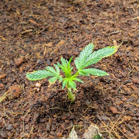 Cherry Bacio  growlog timeline photo