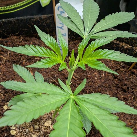Cherry Bacio  growlog timeline photo