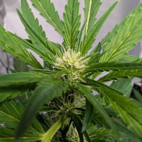 Papaya Cookies Auto  growlog timeline photo