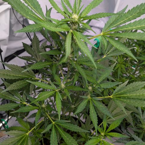 Papaya Cookies Auto  growlog timeline photo