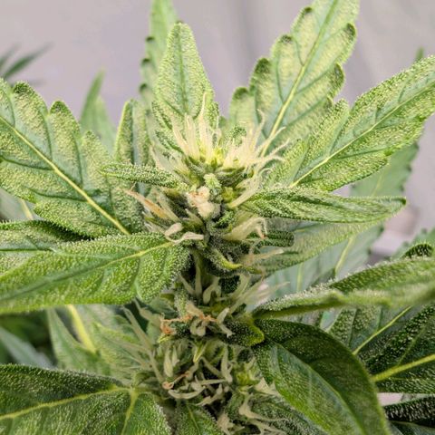 Gorilla Zkittlez Auto growlog timeline photo