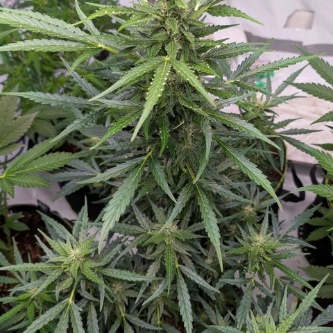 Gorilla Zkittlez Auto growlog timeline photo