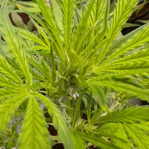 Nama's Threesome #3 growlog timeline photo