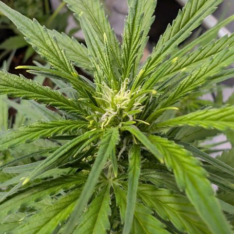Nama's Threesome #2 growlog timeline photo