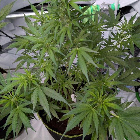 Nama's Threesome #2 growlog timeline photo