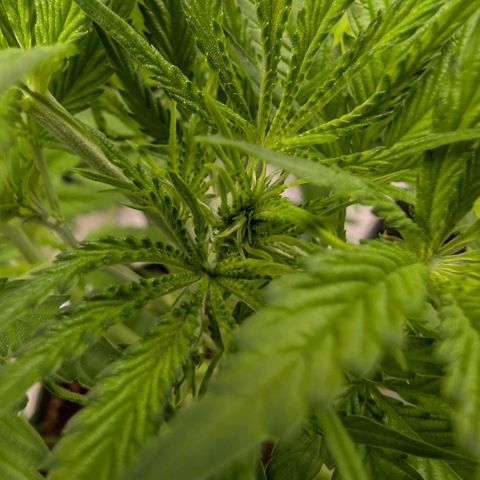 Citrus Fuel (Semi) Automatic growlog timeline photo