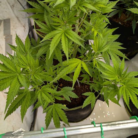 Citrus Fuel (Semi) Automatic growlog timeline photo
