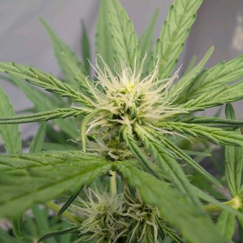 Mimosa Sunrise XXL Automatik  growlog timeline photo