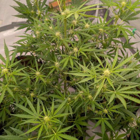 Mimosa Sunrise XXL Automatik  growlog timeline photo