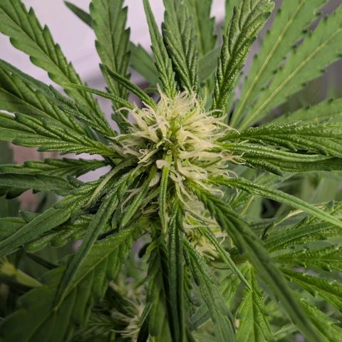 Blueberry Candiez growlog timeline photo