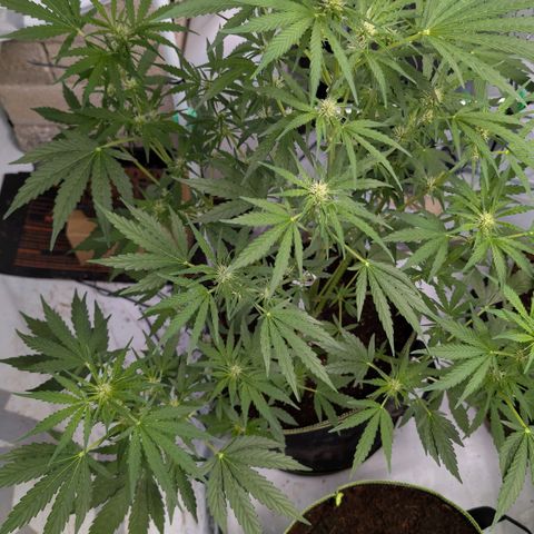 Blueberry Candiez growlog timeline photo