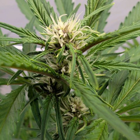 Nama's Threesome #1 growlog timeline photo