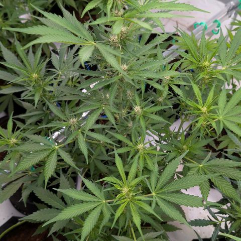 Nama's Threesome #1 growlog timeline photo