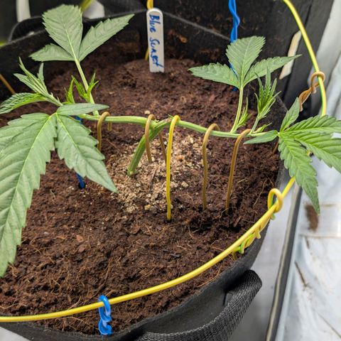 Blue Sunset  growlog timeline photo