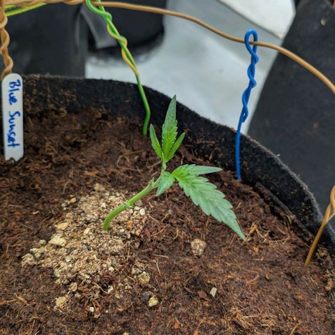 Blue Sunset  growlog timeline photo