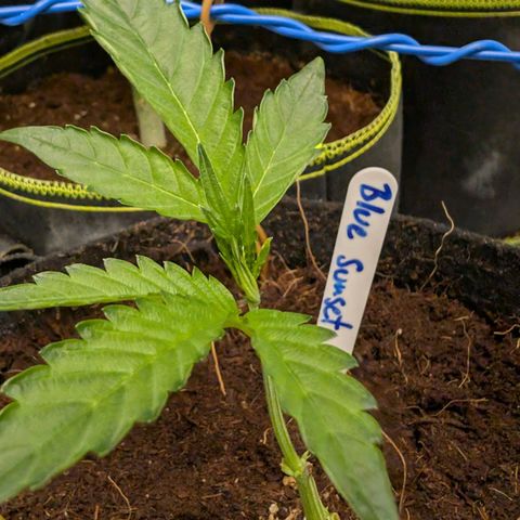 Blue Sunset  growlog timeline photo