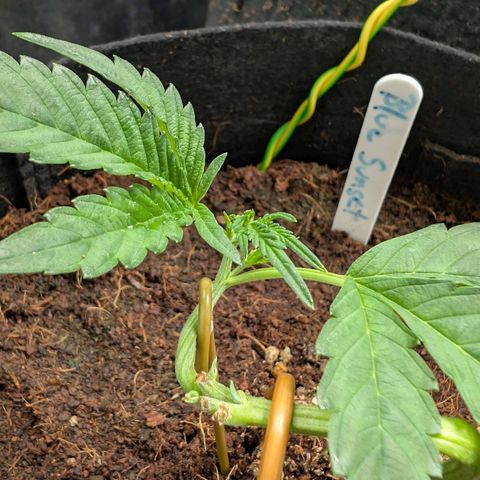 Blue Sunset  growlog timeline photo