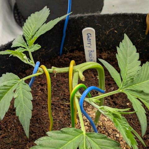 Cherry Bacio  growlog timeline photo