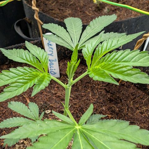 Cherry Bacio  growlog timeline photo
