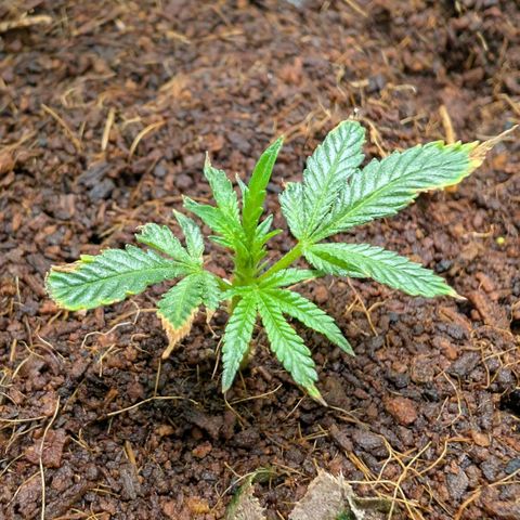 Cherry Bacio  growlog timeline photo