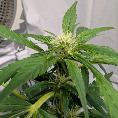 Papaya Cookies Auto  growlog timeline photo