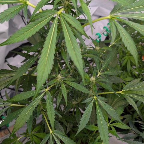 Papaya Cookies Auto  growlog timeline photo