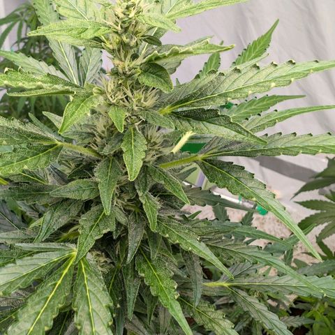 Gorilla Zkittlez Auto growlog timeline photo