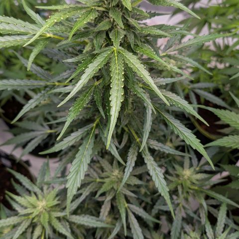 Gorilla Zkittlez Auto growlog timeline photo