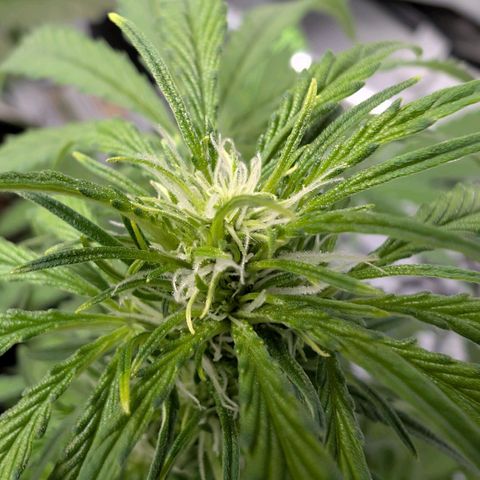 Nama's Threesome #2 growlog timeline photo