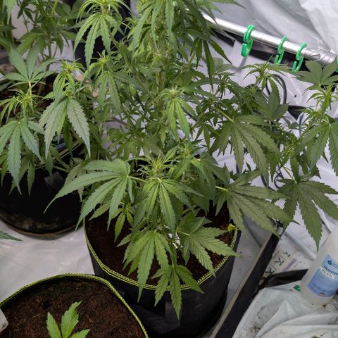 Nama's Threesome #2 growlog timeline photo