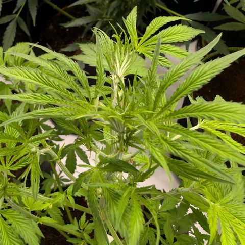 Citrus Fuel (Semi) Automatic growlog timeline photo