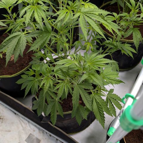 Citrus Fuel (Semi) Automatic growlog timeline photo