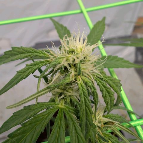 Mimosa Sunrise XXL Automatik  growlog timeline photo