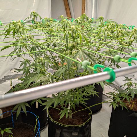 Mimosa Sunrise XXL Automatik  growlog timeline photo