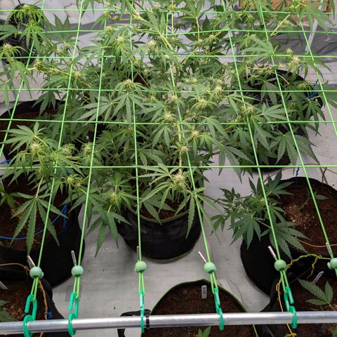 Mimosa Sunrise XXL Automatik  growlog timeline photo