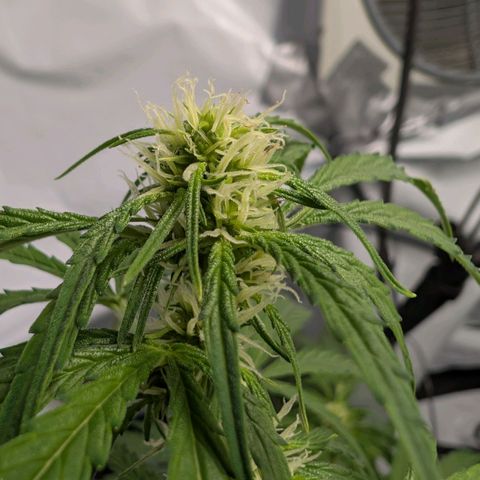 Blueberry Candiez growlog timeline photo