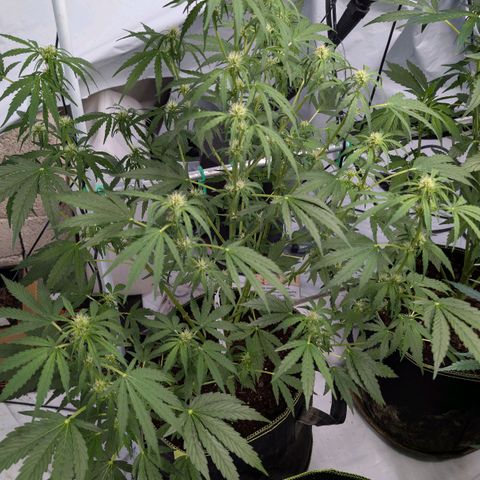 Blueberry Candiez growlog timeline photo