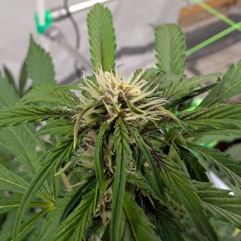 Nama's Threesome #1 growlog timeline photo