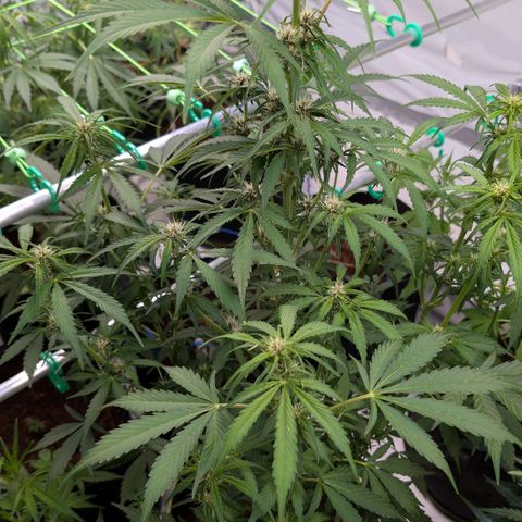 Nama's Threesome #1 growlog timeline photo